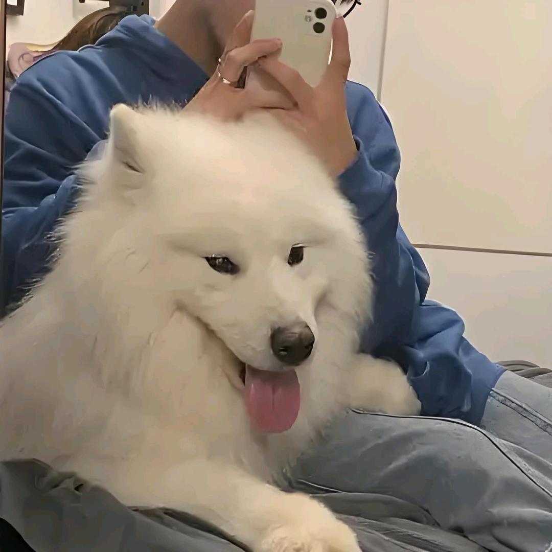 小苏