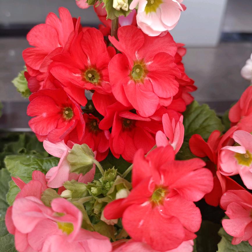 单亲妈妈（好购物分享）