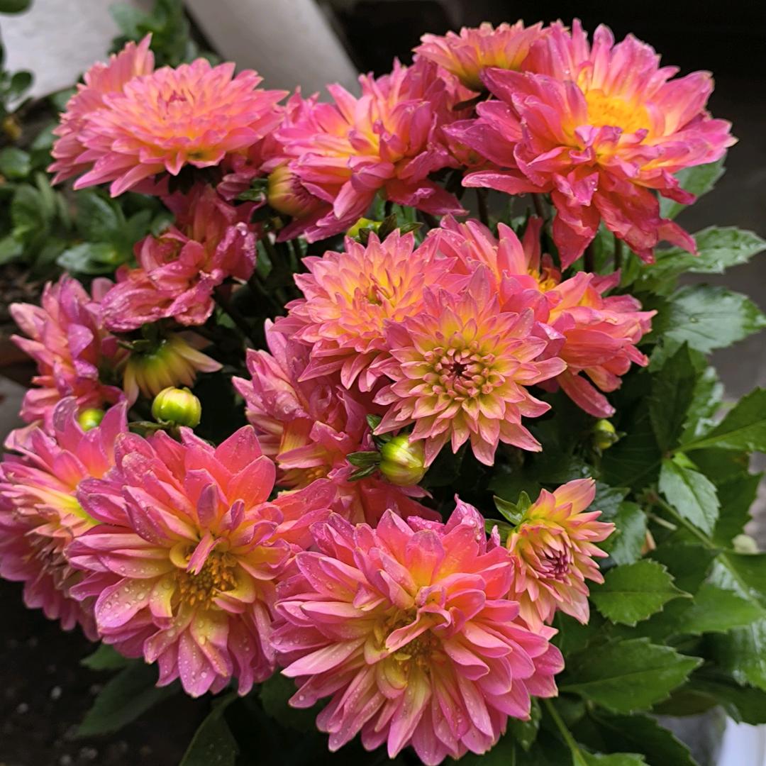 用户1929067686052龙龙