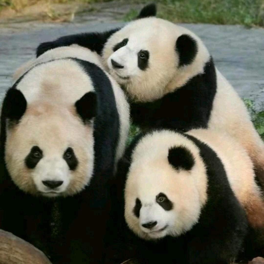 柠檬树下结菠萝🐼