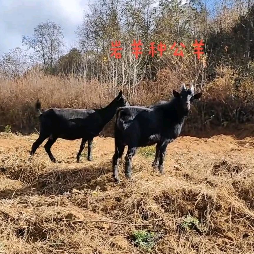 🐅往后余生🐅