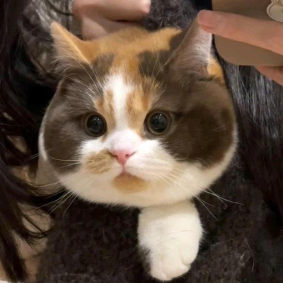 小胡