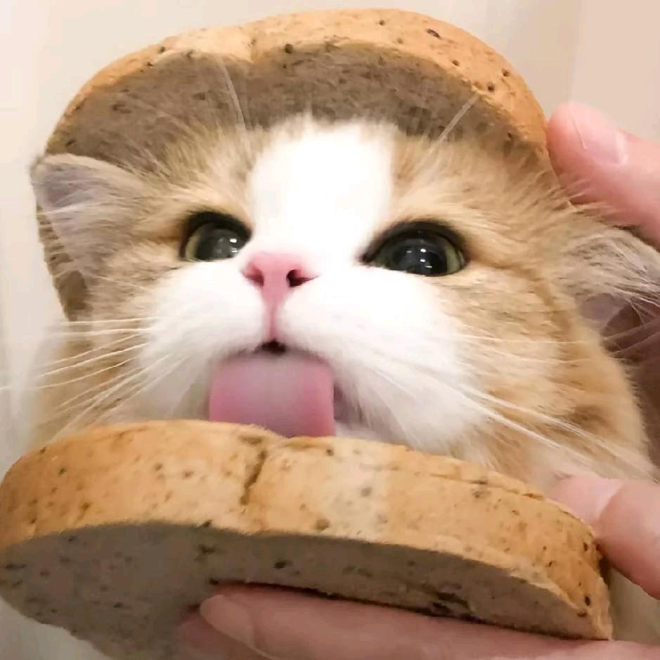 ૮₍◜ෆ◝.₎ა(〜￣▽￣)〜