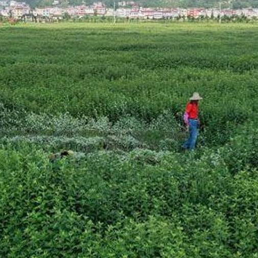 尚宫·艾都地道蕲艾