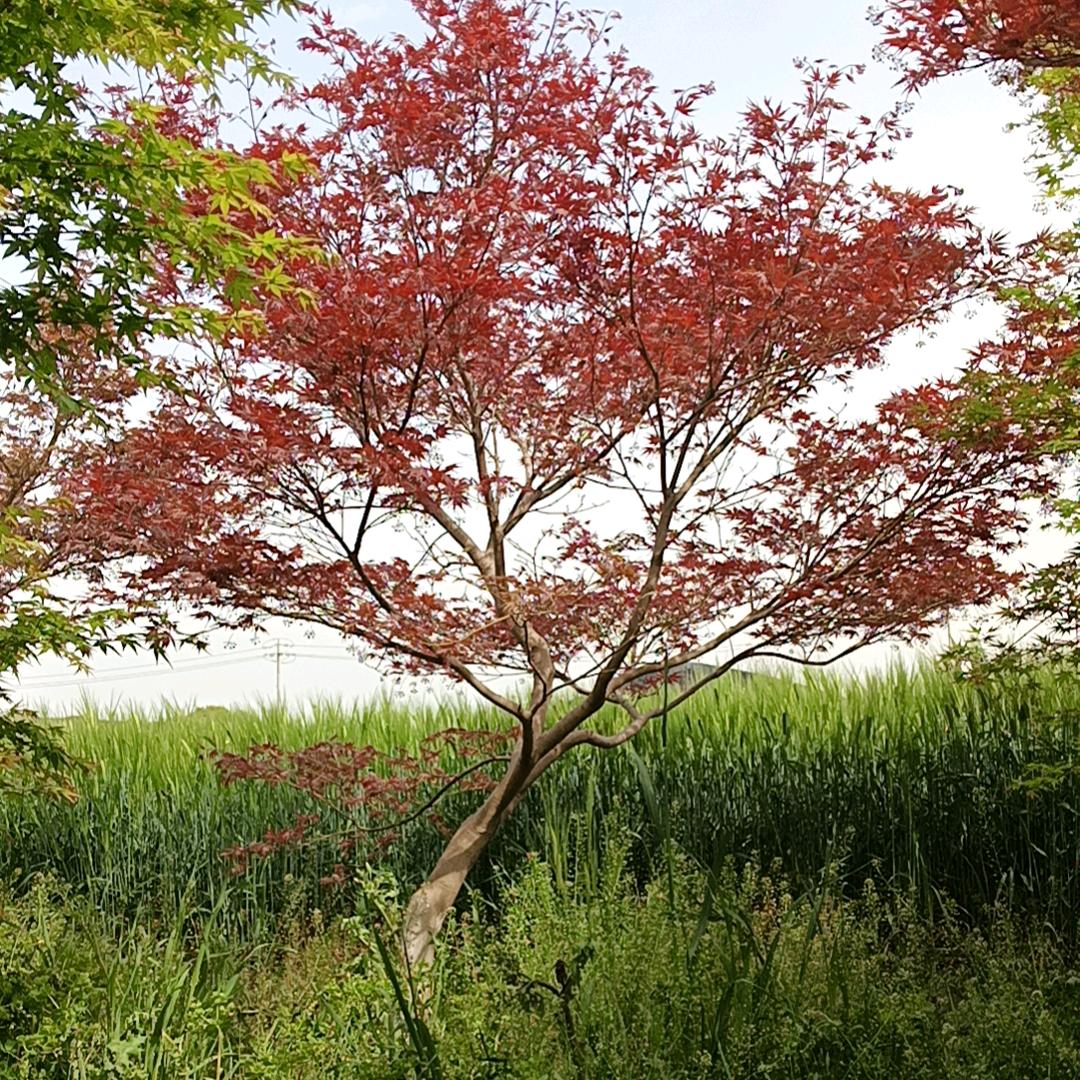 常州顾晨园林绿化有限公司