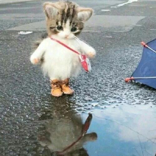 念冬.