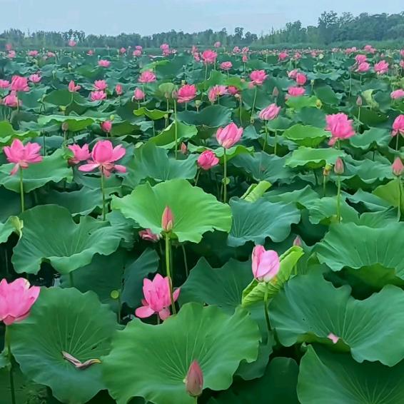 一次正确的远择，大于百倍的努力