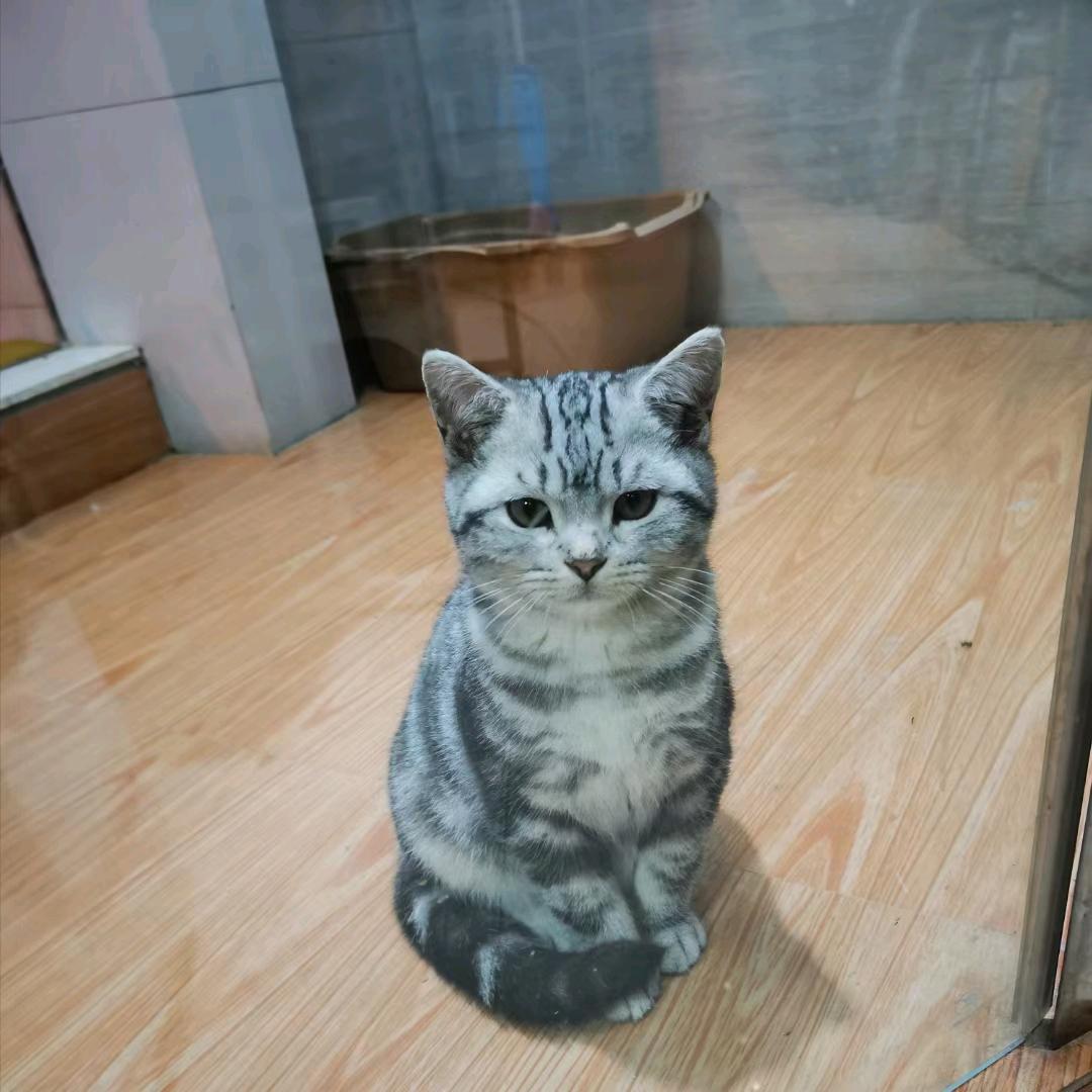 月亮气球🌙