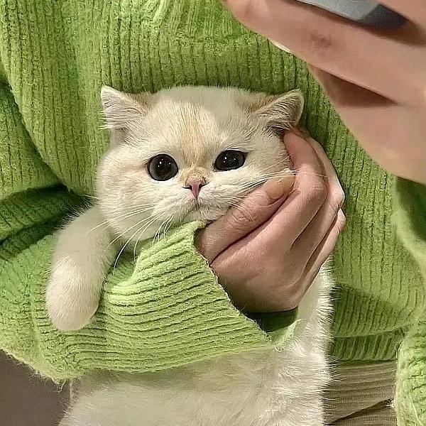 沉珂头像