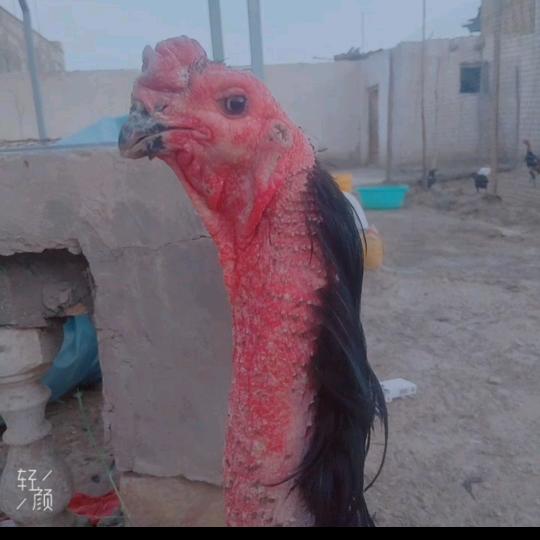 莎车县光讯通讯经营经营部