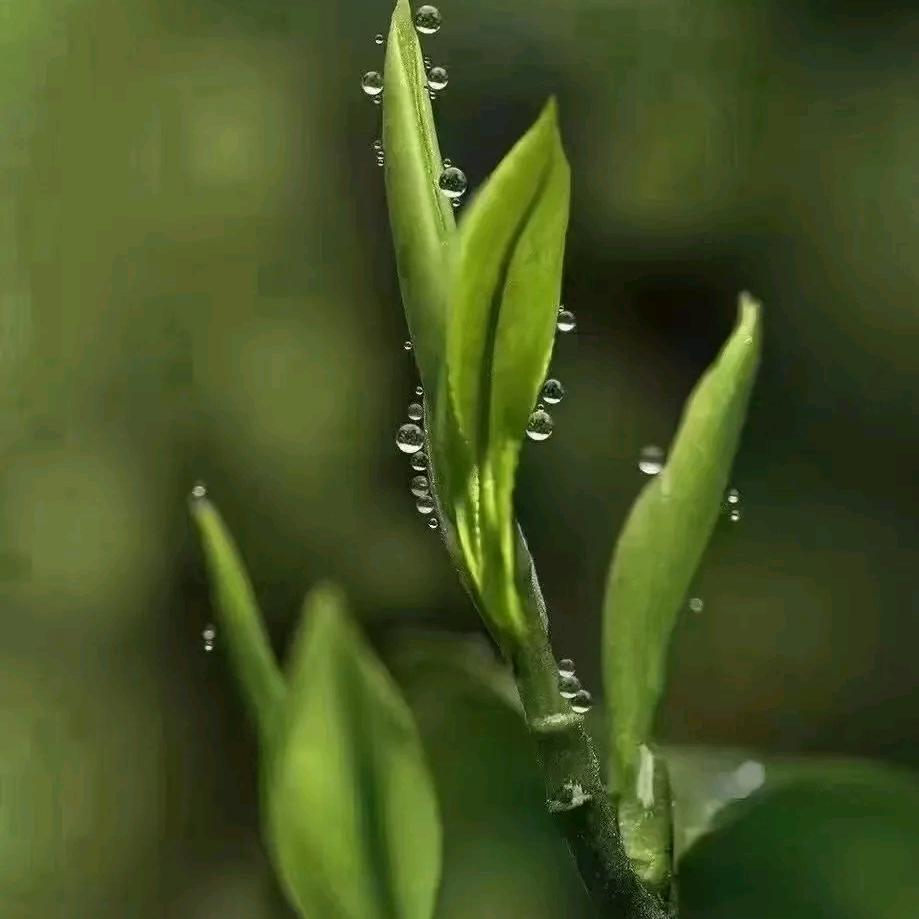 竹叶青