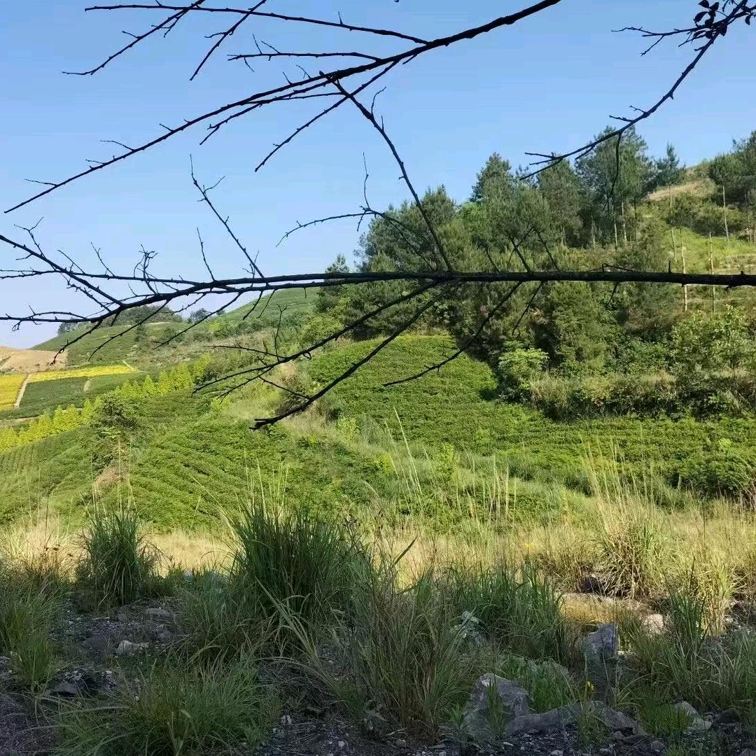 云花姐🌷🌷🌷