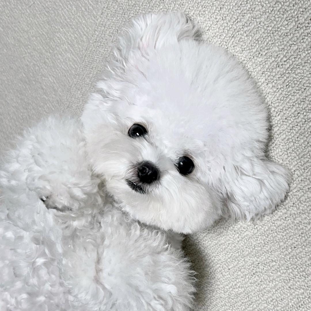 比熊bichon