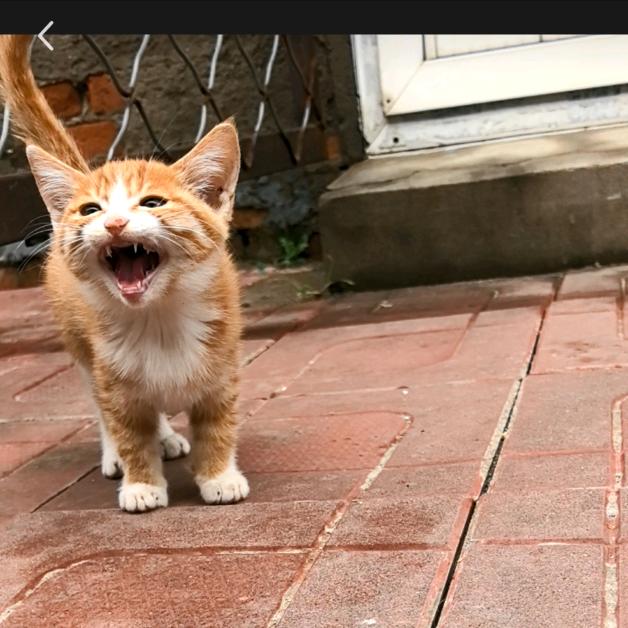 丑橘🐱🐱🐱