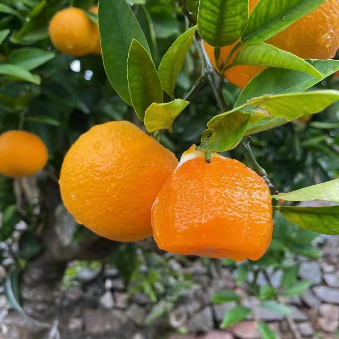 🌸蜡笔小新🌸