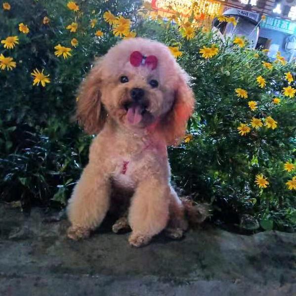 溜达溜达🐉520🐉