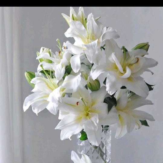 铭宸茶楼官方号