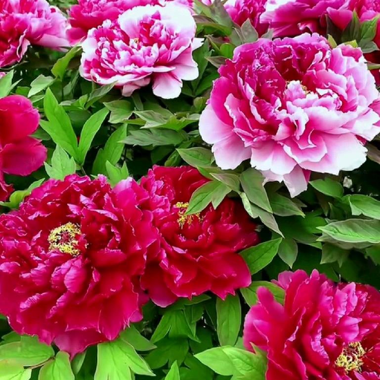 花开富贵