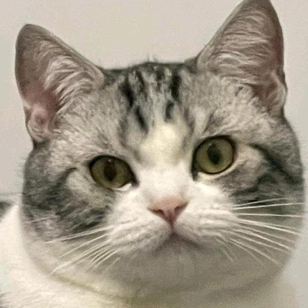 得亿 招财猫