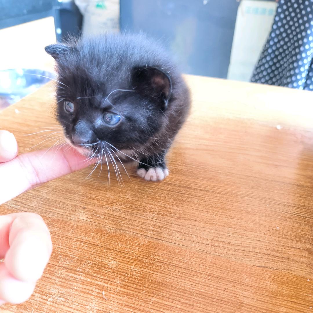 猫总