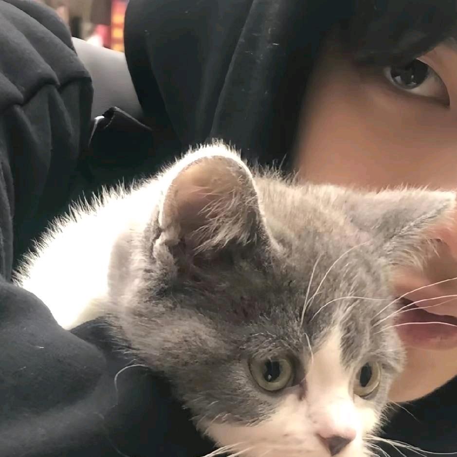 小熊熊猪