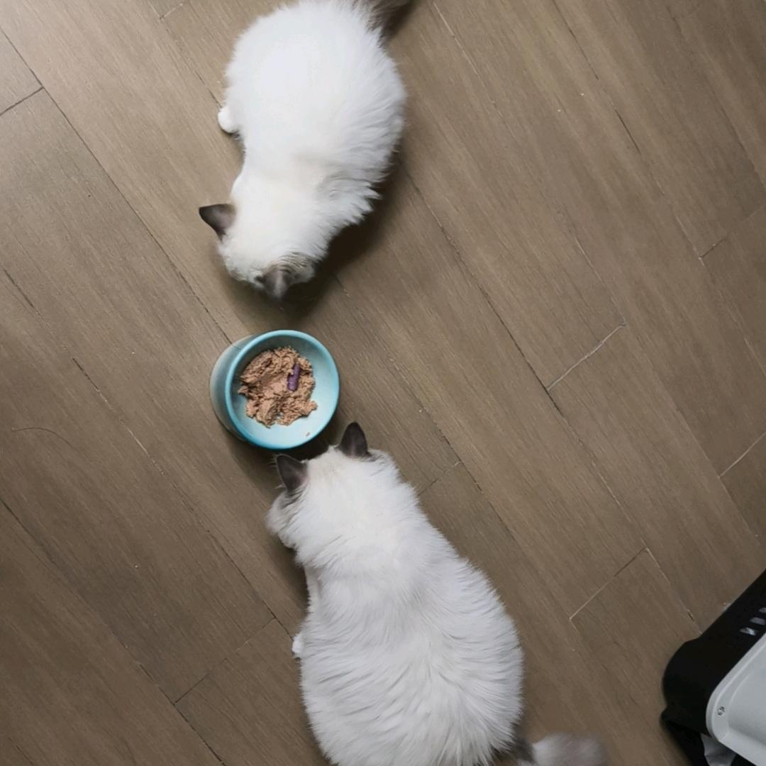 平安和发财是只猫。