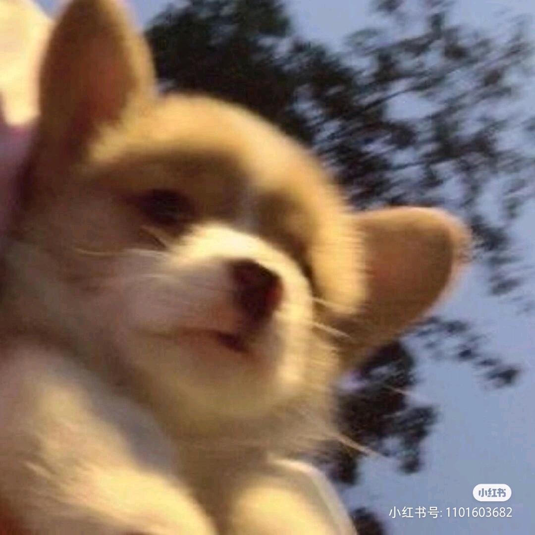 摆烂咸鱼zzz