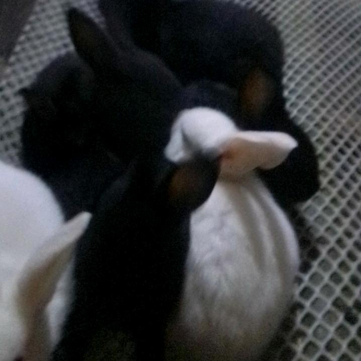 社会你勇哥