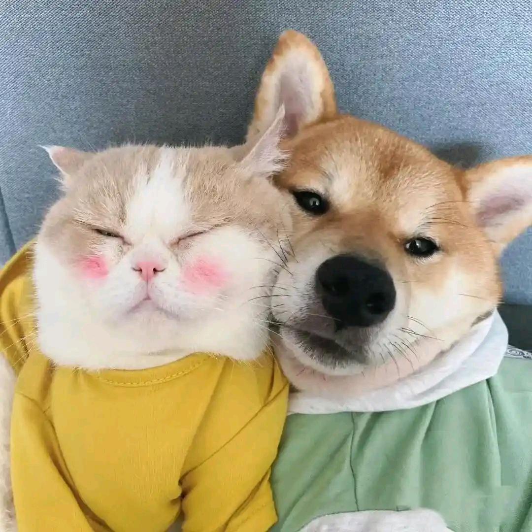 朱朱来了