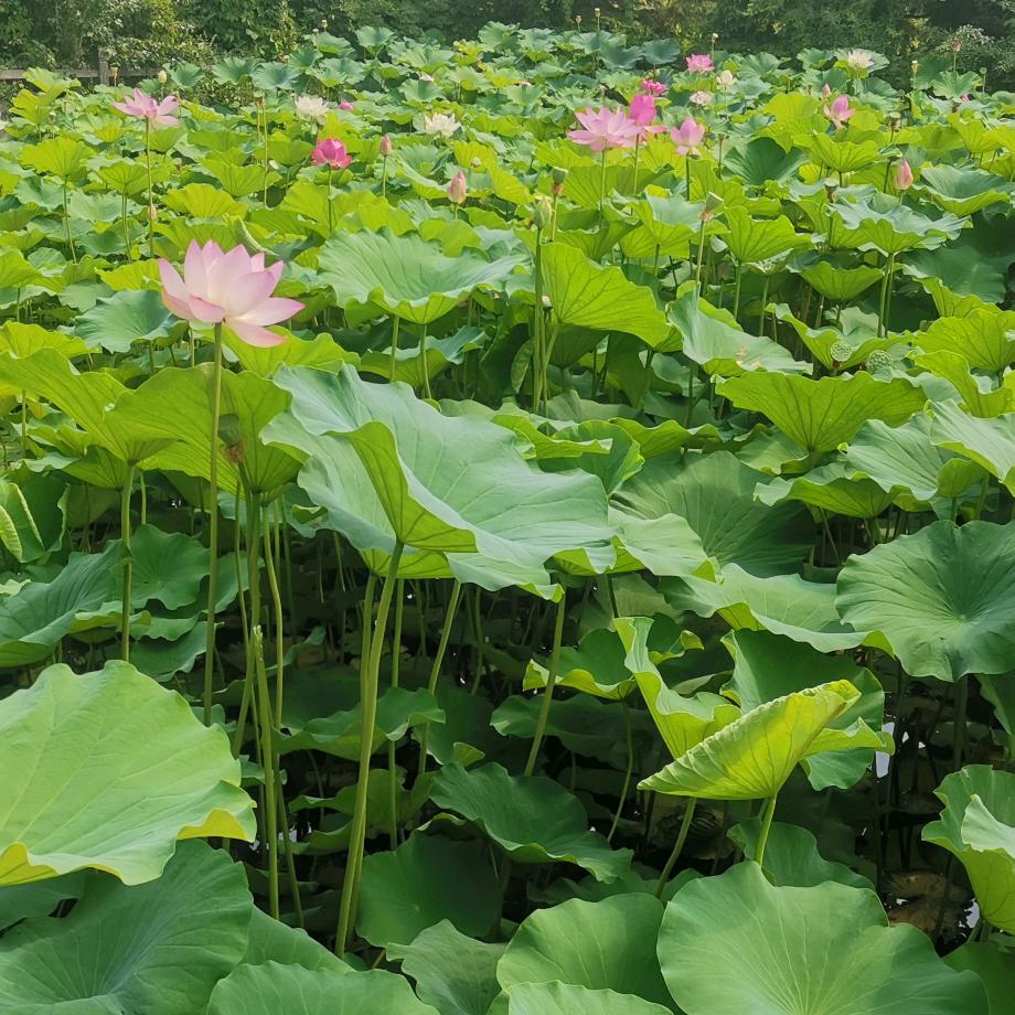 小小马