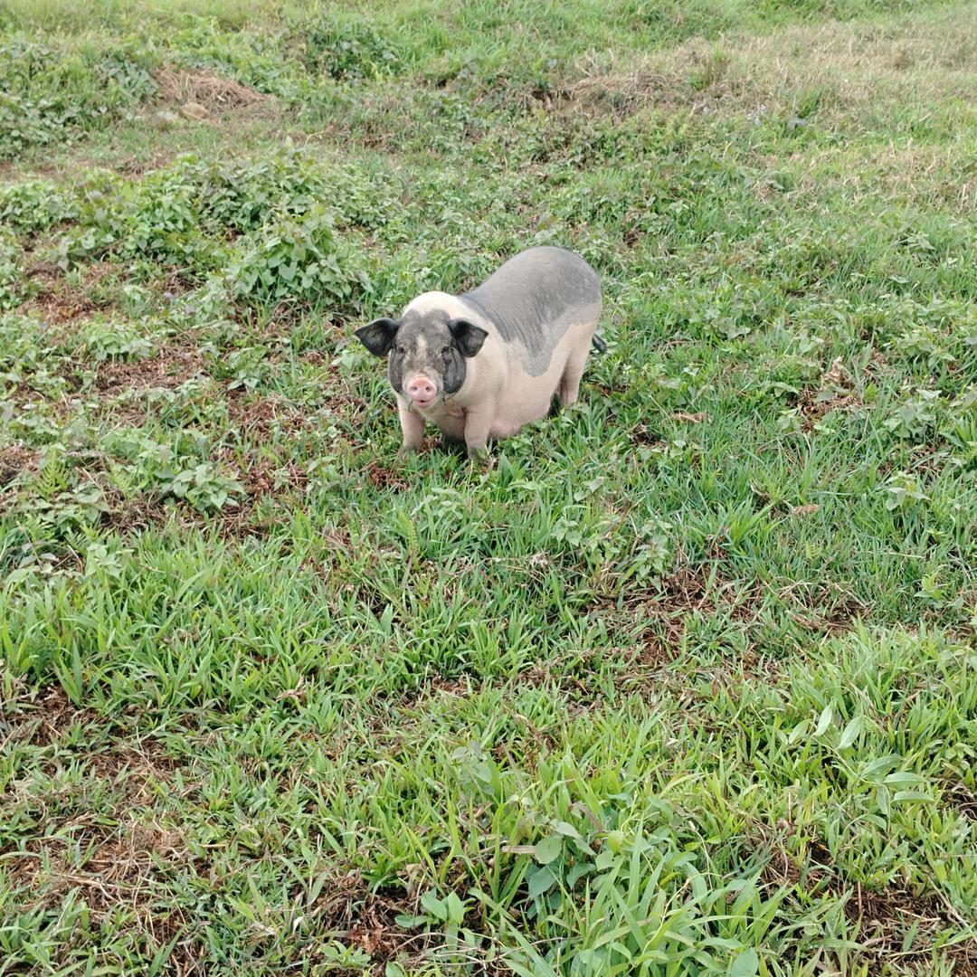 养猪人（小郑）