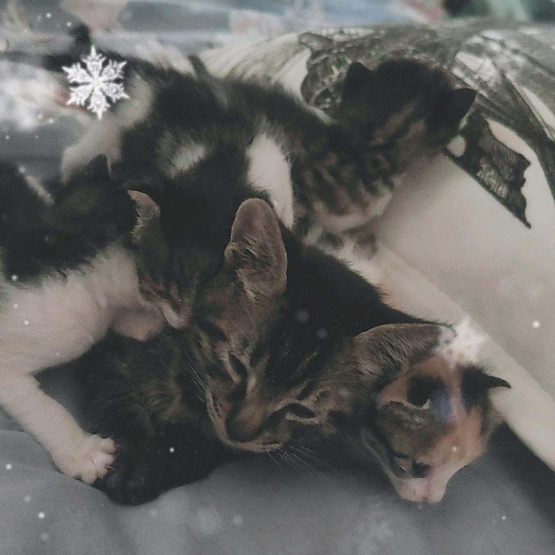 奶猫咪咪