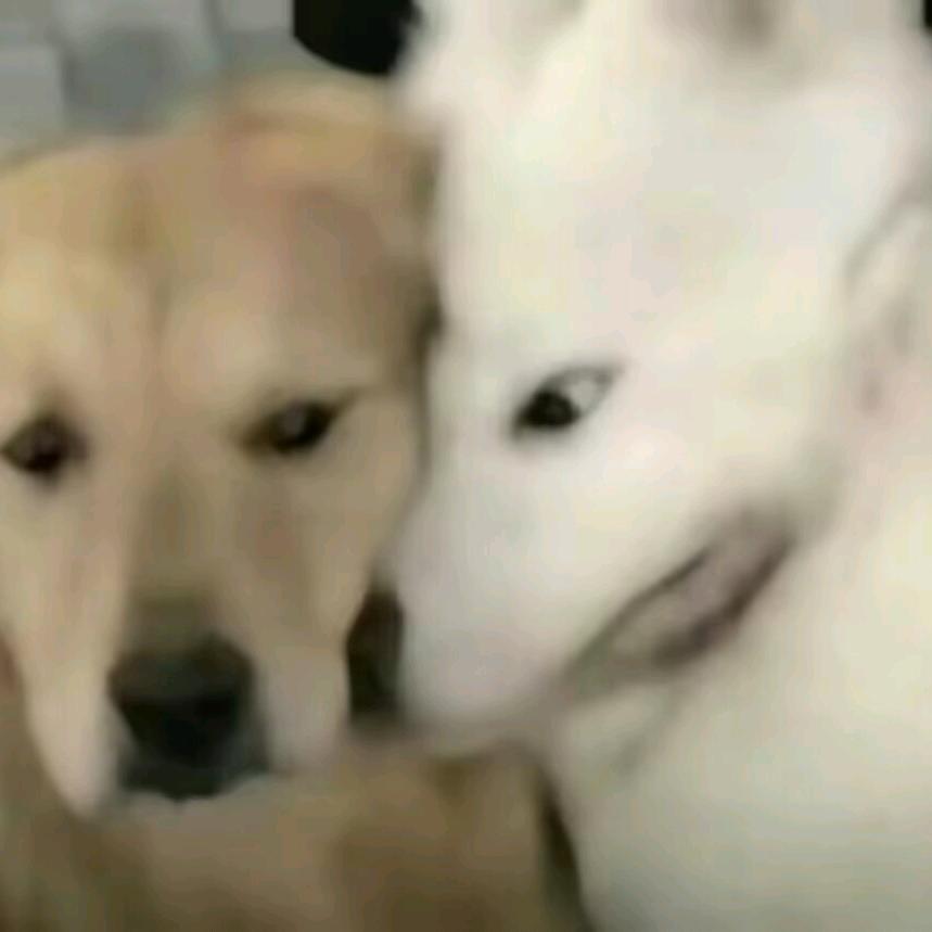 妙脆角