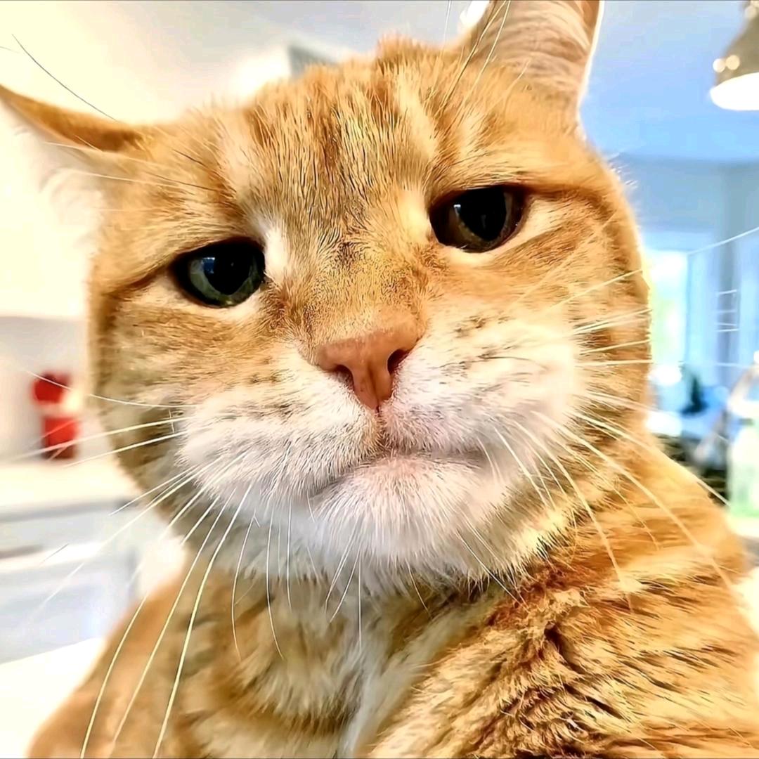 青衫不改（巅峰极速）