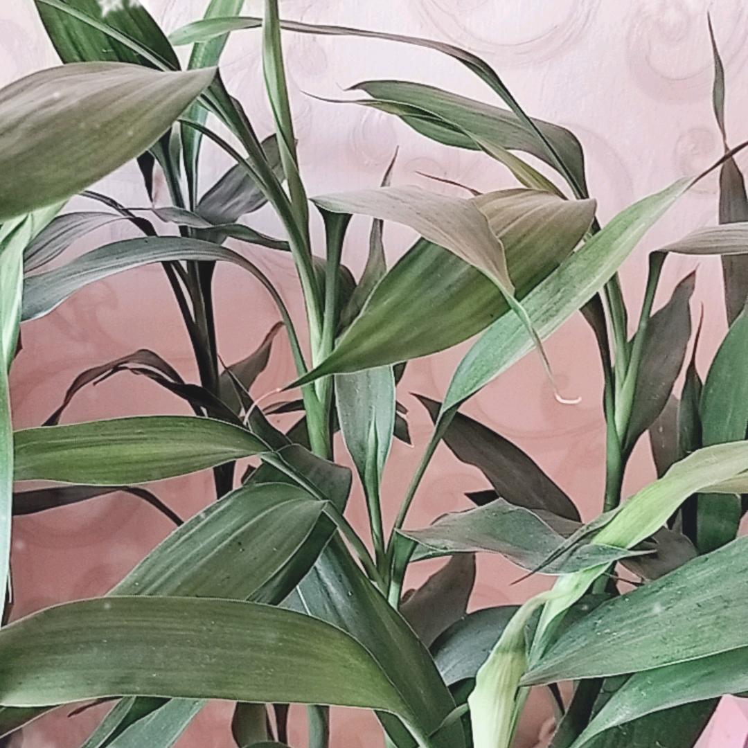 风生水起