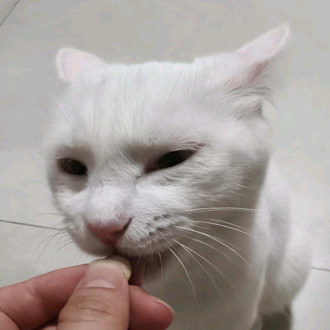 电子小猫日记