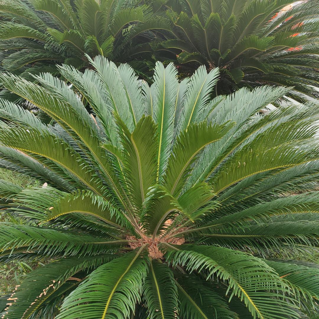 冰是水做的