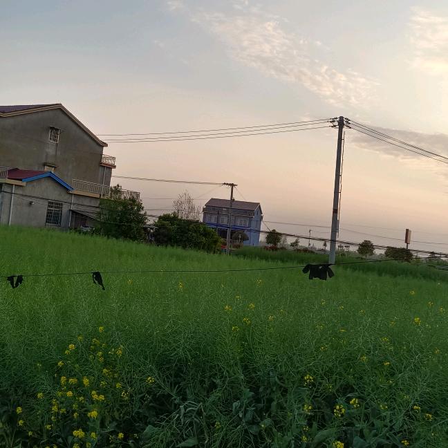 花君子好物