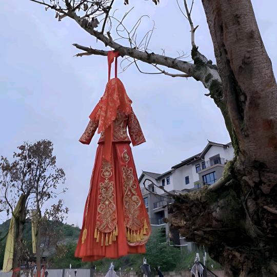 蘑菇不开花