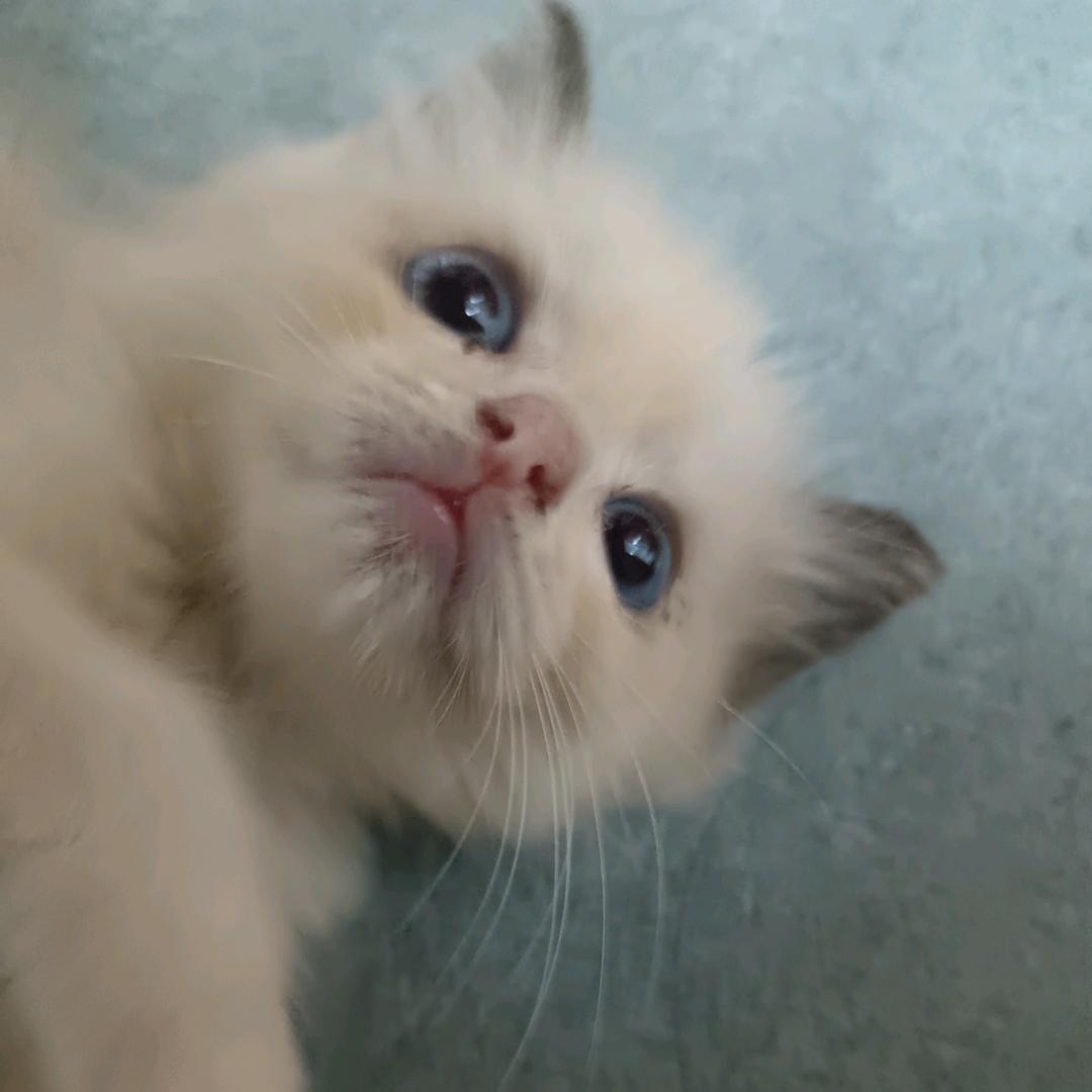 奶团的猫主子日记