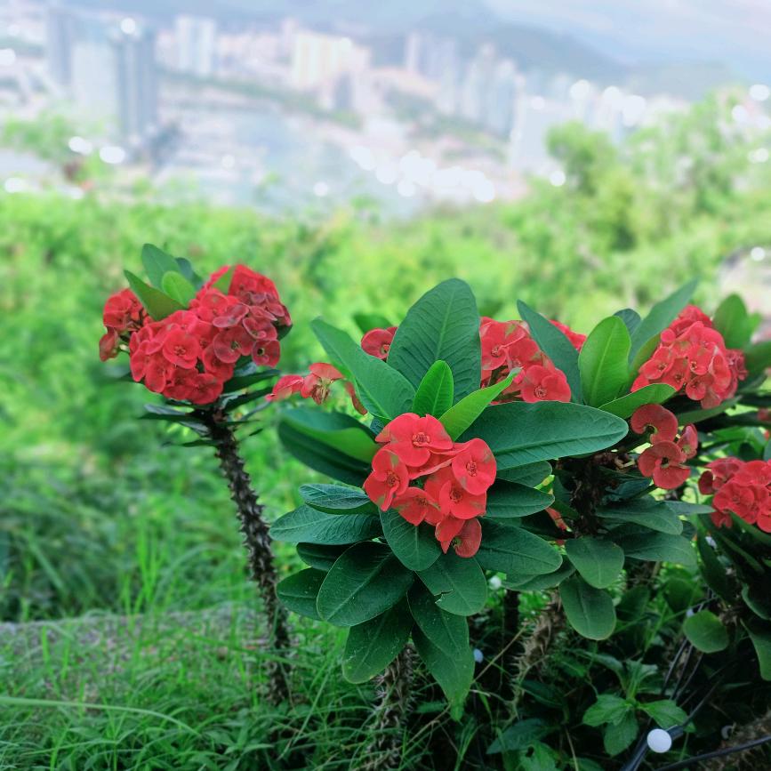 冰糖小葫卢，工地男孩，小哥哥