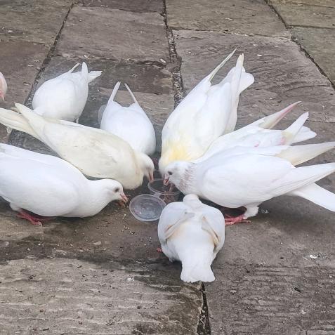 ಡ小懒猫٩( 'ω' )و