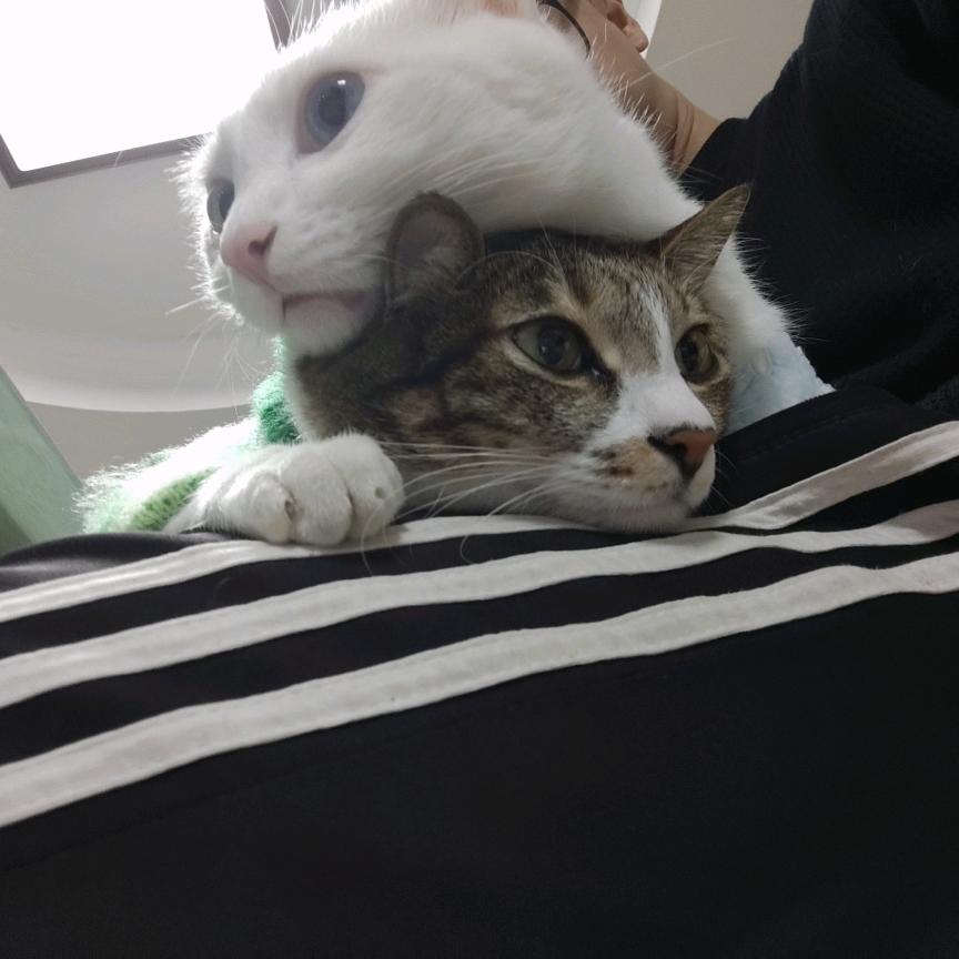 ☁️⛰️糯米鸡🔥