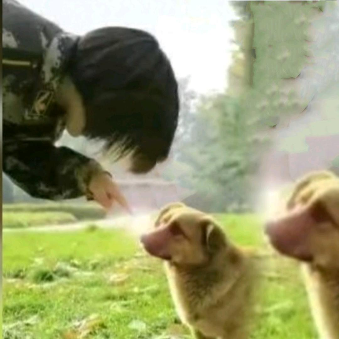 笨笨鸟