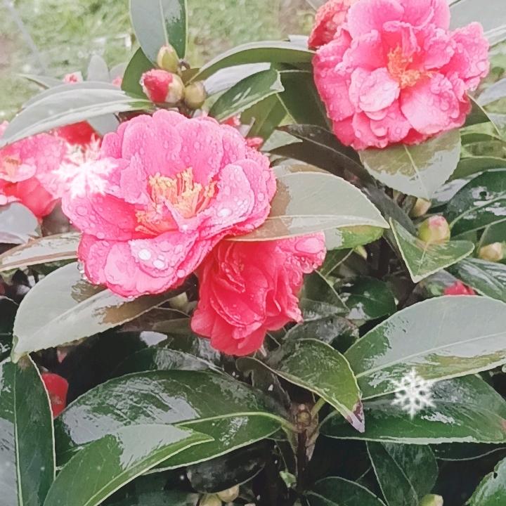 东山再起