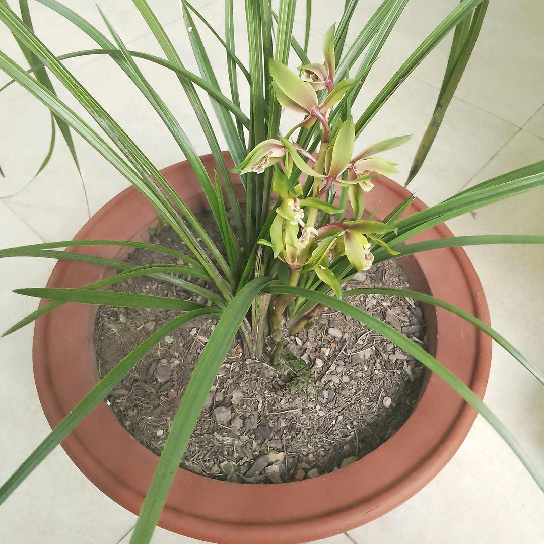 鹤立鸡群🇨🇳