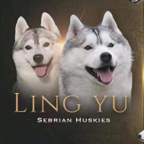 领域🇨🇳哈士奇排行一犬舍