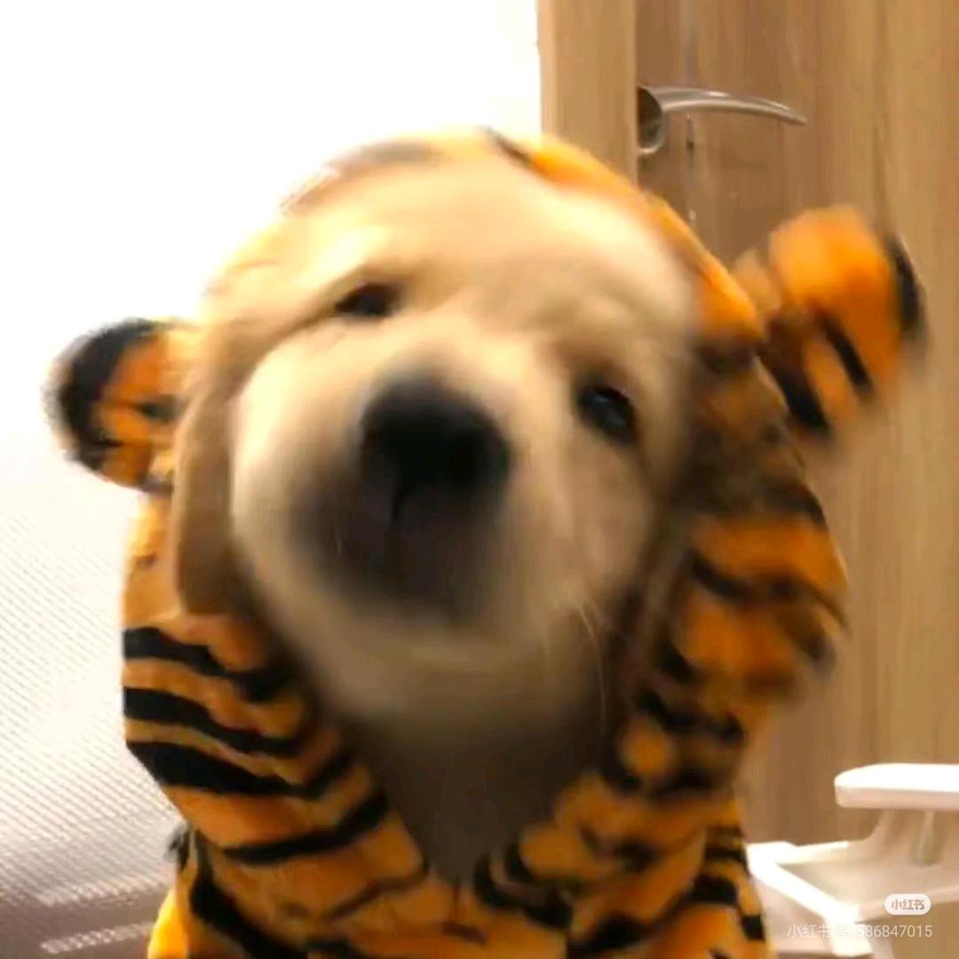 柾
