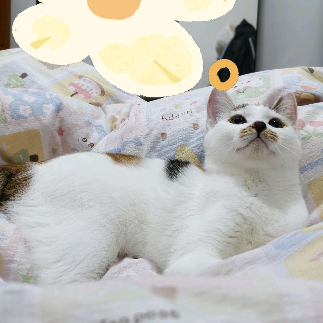 圆满是只猫～