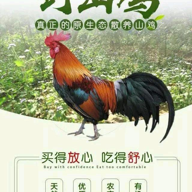 山鸡🐔姐姐🌺